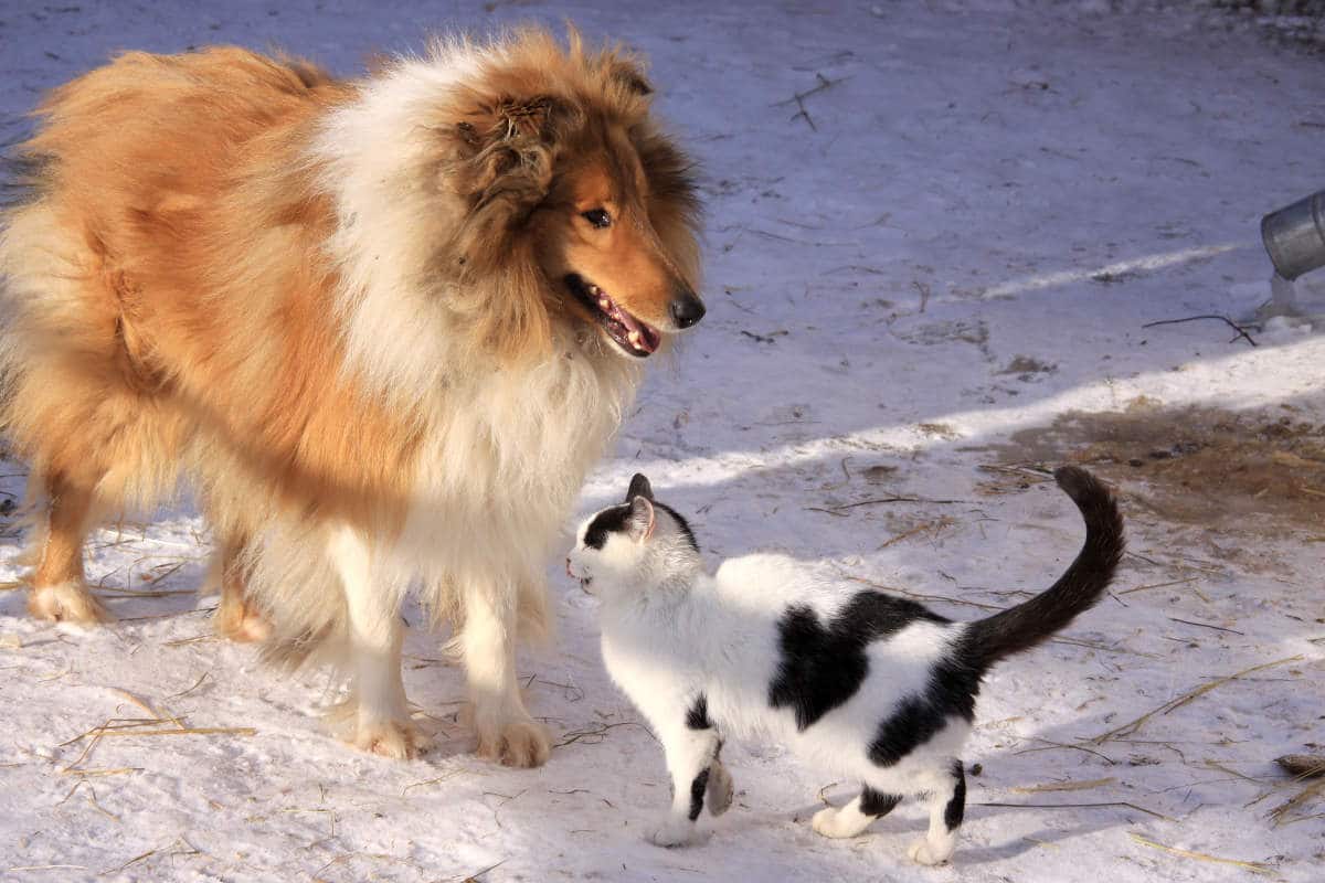 chat et chien Colley avec chat