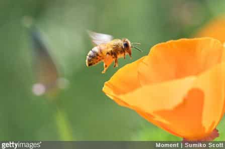 Gros plan d'une abeille qui butine une fleur orange