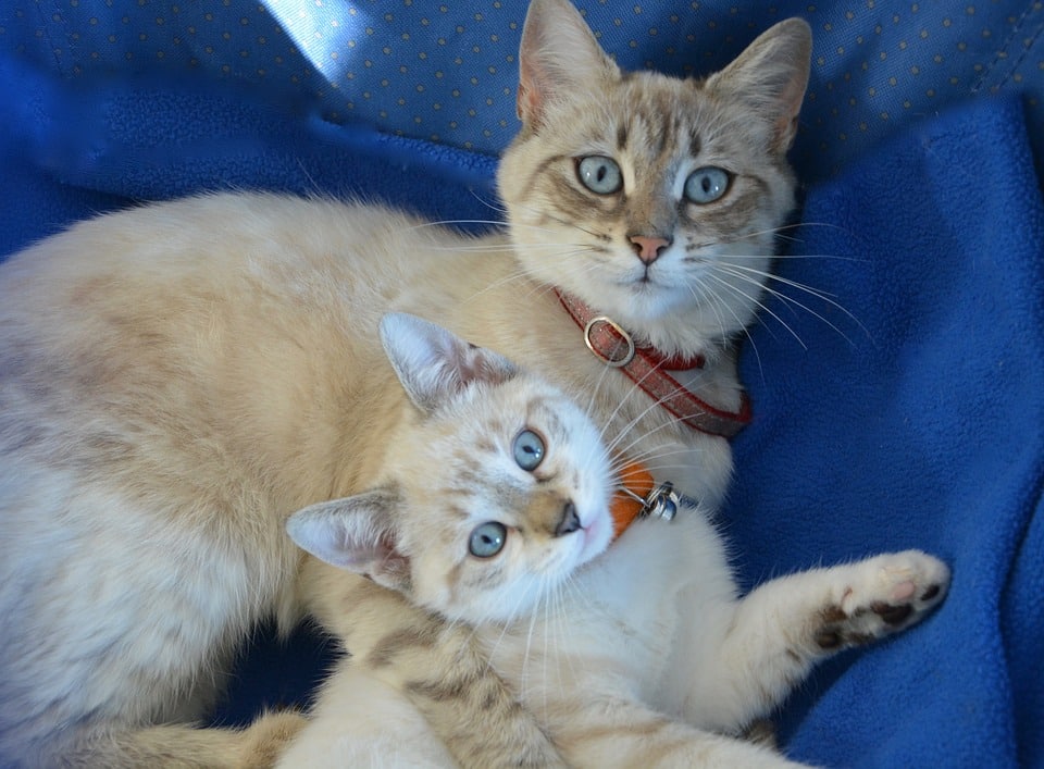 Tout savoir pour un chat en bonne santé